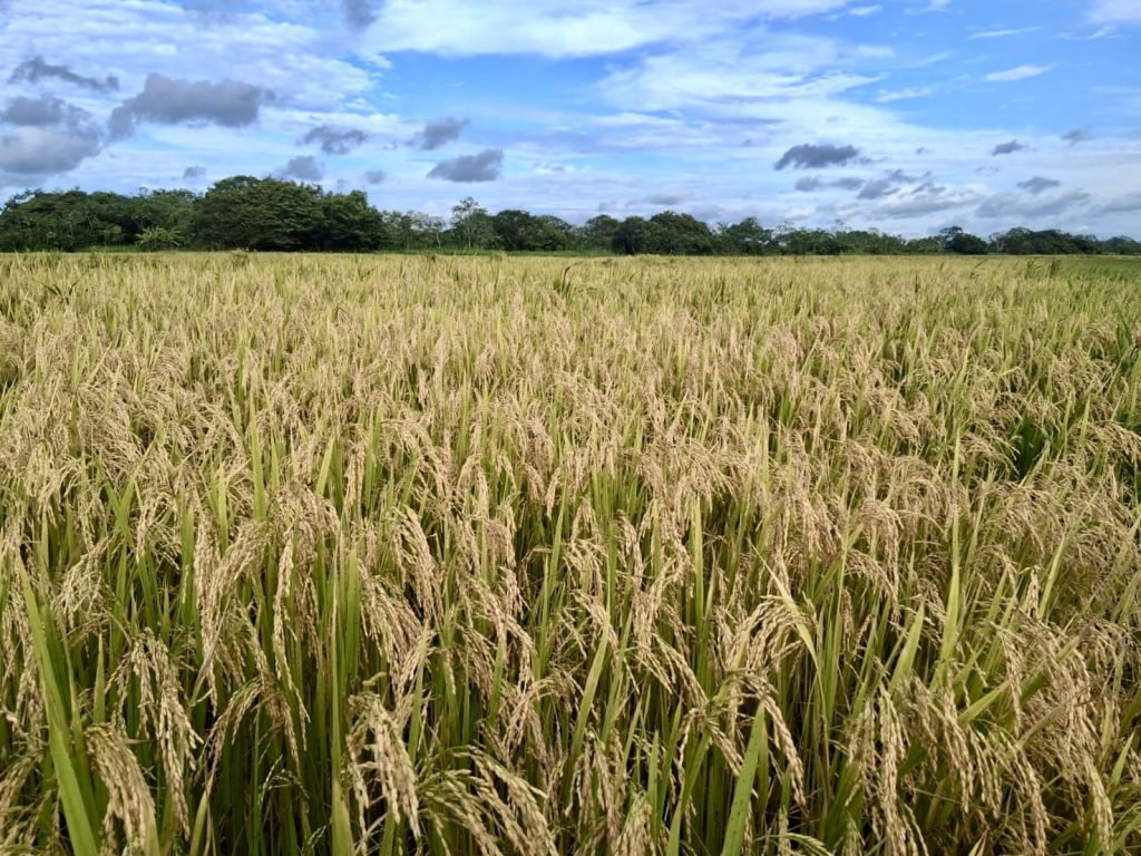 Sembrado de arroz foto por comunicaciones ADR