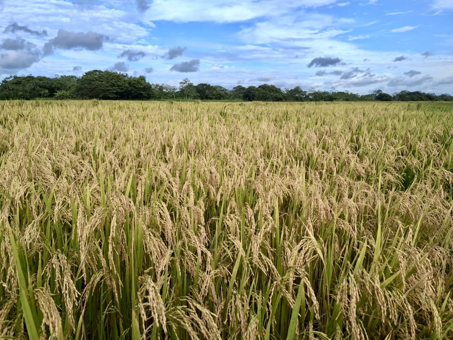 Sembrado de arroz foto por comunicaciones ADR