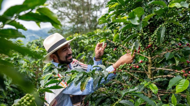 Europa pone sus ojos en el café de zonas PDET la ADR articula negocios directos en Nariño y Tolima1