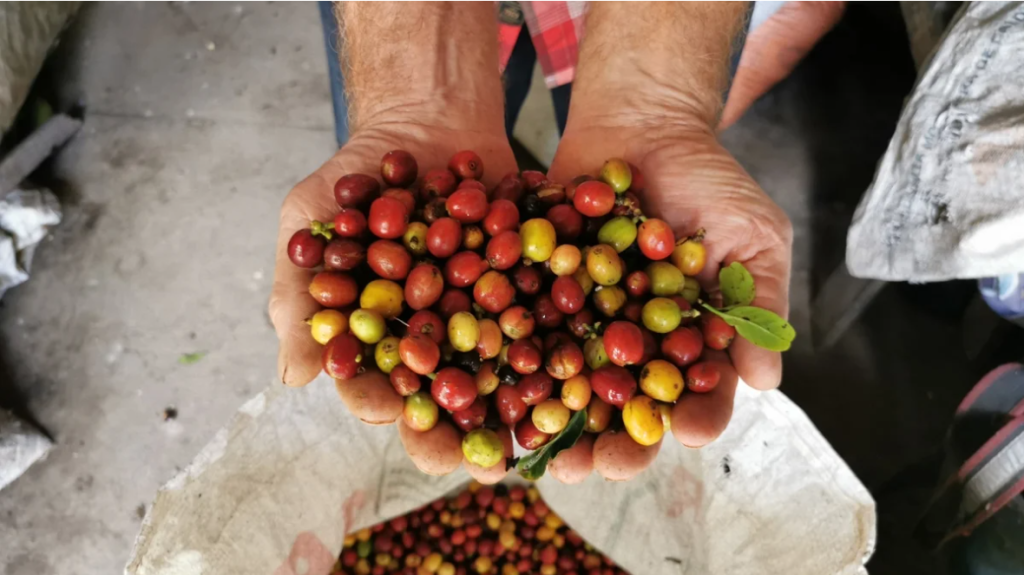 Café del Huila llegará a China