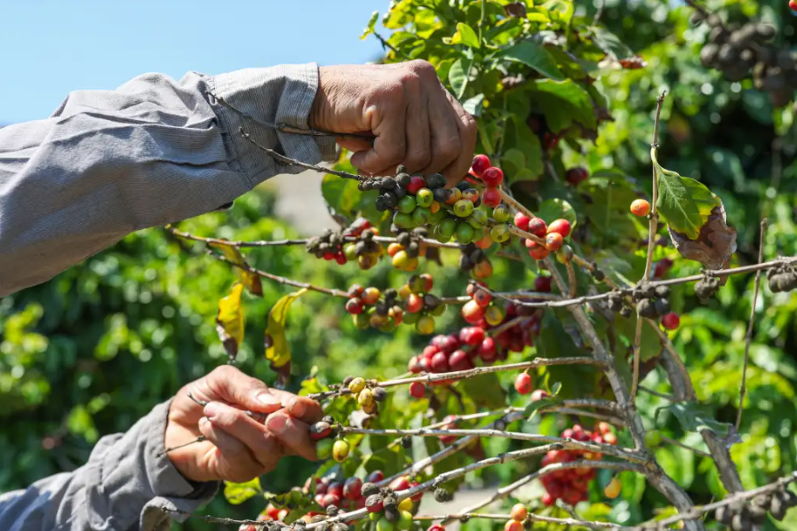 Gobierno define las cinco prioridades para impulsar la producción agropecuaria