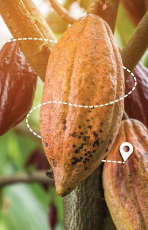 img-chocolate-tumaco