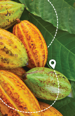 img-region-cacao
